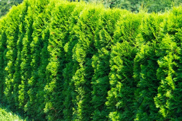 Крупный План Зеленых Деревьев Туя Растущих Ряд Hedge Made Thujas — стоковое фото