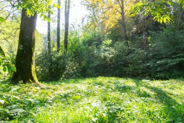 Ormandaki güneşli yeşil çimenli çayır.
