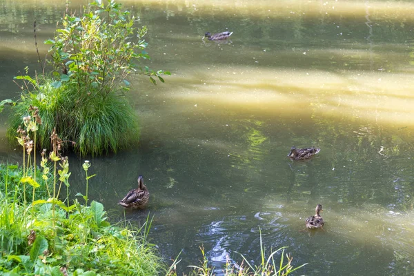 Vahşi Ördekler Gölette Yüzüyor Göldeki Ördek Sürüsü — Stok fotoğraf