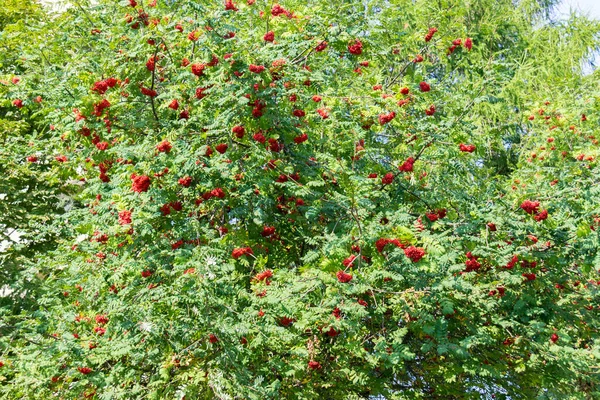 Viele Zweige Reifer Roter Vogelbeeren Sonnenstrahl Herbst Sträuße Mit Frischen — Stockfoto