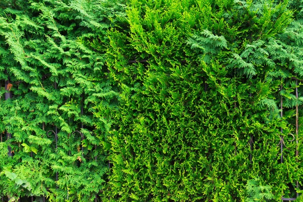 Fondo Verde Hecho Plantas Frescas Textura Natural — Foto de Stock
