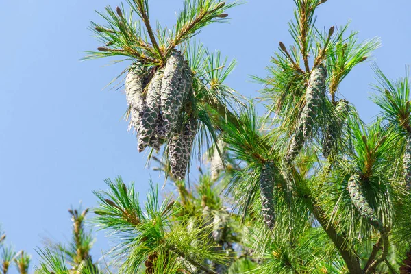 Närbild Stora Kottar Växer Ett Träd Gren Över Blå Klar — Stockfoto