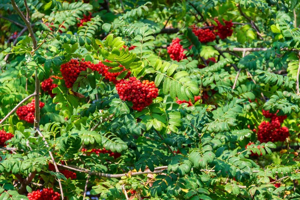 Viele Zweige Reifer Roter Vogelbeeren Sonnenstrahl Herbst Sträuße Mit Frischen — Stockfoto