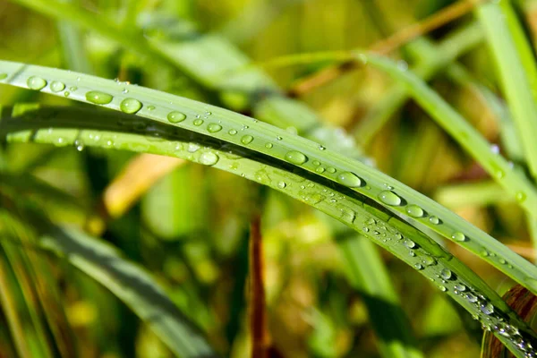 Close up of fresh thick green grass with dew drops early in the morning. Background of water drops on plants. Wet grass after rain.