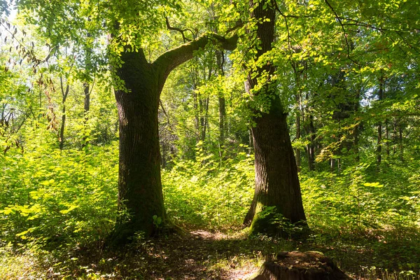 Великі Лісові Дерева Сонячному Світлі Красивий Вид Парк — стокове фото