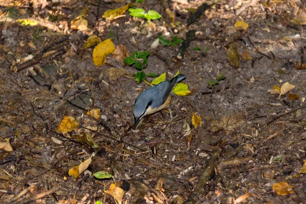 Pequeño Pájaro Gris Suelo Parque Bosque — Foto de Stock