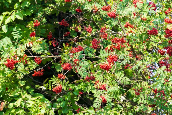 Viele Zweige Reifer Roter Vogelbeeren Sonnenstrahl Herbst Sträuße Mit Frischen — Stockfoto