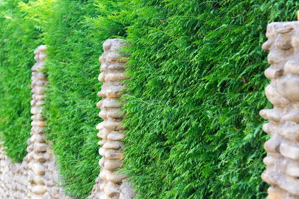 Taş Bir Çitin Üzerindeki Yeşil Bitkiler Çitle Süslenmiş Beton Duvar — Stok fotoğraf
