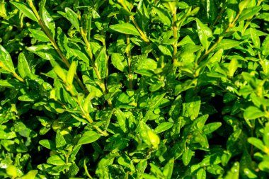 Sabahın erken saatlerinde çiğ damlaları olan taze yeşil çimenleri kapatın. Bitkilerin üzerine su damlaları. Yağmurdan sonra ıslak çimenler.