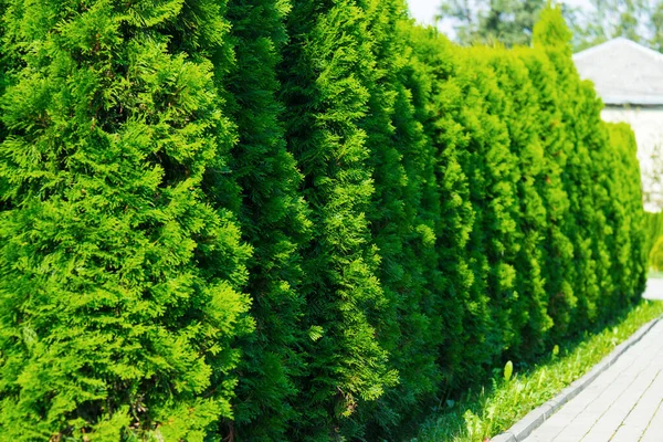 Mazı Bitki Yaz Aylarında Yol Dekoratif Thuya — Stok fotoğraf