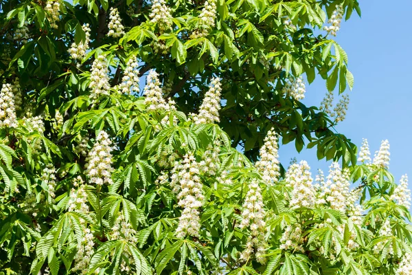 Chataignier En Fleurs Contre Le Ciel Bleu Par Une Journee Ensoleillee Gros Plan Couleur Stock Photo Chataignier En Fleurs Contre Le Ciel Bleu Par Une Journee Ensoleillee Gros Plan Couleur Stock Photo