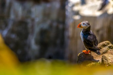 Puffin Atlantik kuşu rengarenk İrlanda kıyısı vahşi yaşam hayvanını renklendiriyor 