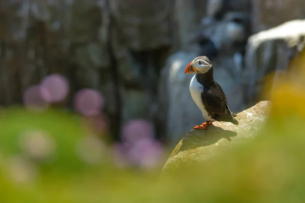 Puffin Atlantic Ptaków Kolory Kolorowe Irlandzkie Wybrzeże Fauna Życie Zwierząt — Zdjęcie stockowe