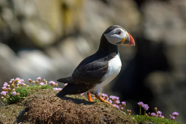 Puffin Atlantic Ptaków Kolory Kolorowe Irlandzkie Wybrzeże Fauna Życie Zwierząt — Zdjęcie stockowe