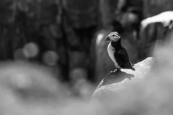 Papageitaucher Atlantisch Vogel Farben Bunt Irland Küste Fauna Leben Tiere — Stockfoto