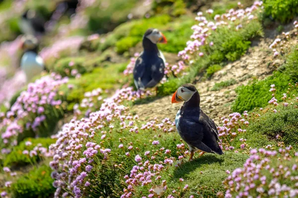 Puffin Las Aves Atlánticas Colores Colorido Fauna Costa Irlanda Vida — Foto de Stock