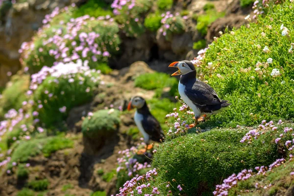 Паффин Атлантические Цвета Птиц Красочные Ирландского Побережья Фауна Жизни Диких — стоковое фото