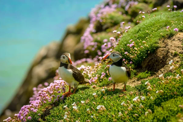 Паффин Атлантические Цвета Птиц Красочные Ирландского Побережья Фауна Жизни Диких — стоковое фото