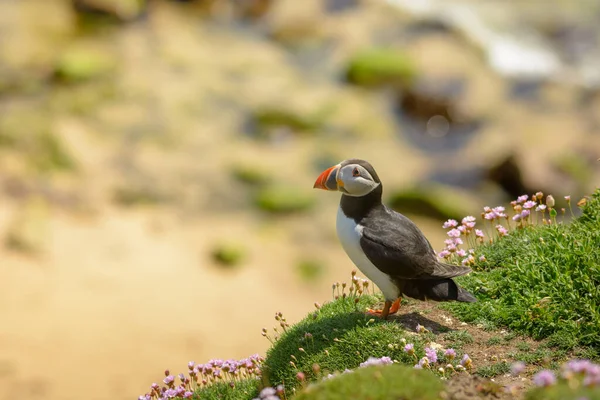 Puffin Atlantic Bird Χρώματα Πολύχρωμα Ιρλανδία Ακτή Πανίδα Ζωής Άγρια — Φωτογραφία Αρχείου