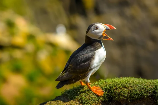 Puffin Atlantic Ptaków Kolory Kolorowe Irlandzkie Wybrzeże Fauna Życie Zwierząt — Zdjęcie stockowe