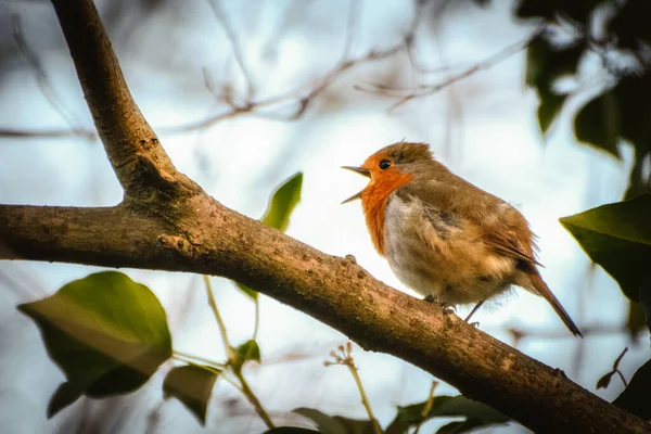 Robin Cabang Taman Luar Cork Irlandia Sayap Kehidupan Alam — Stok Foto