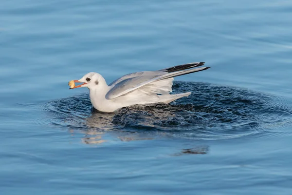 Uçan Kuşlar Yüzen Gölün Yansıması Beyaz Gri Siyah Kaz Martısı — Stok fotoğraf
