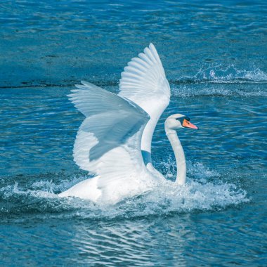 Uçan kuşlar gölün yansıması beyaz gri siyah kaz martı ördek kuğu doğa Lough Cork İrlanda doğal parkı