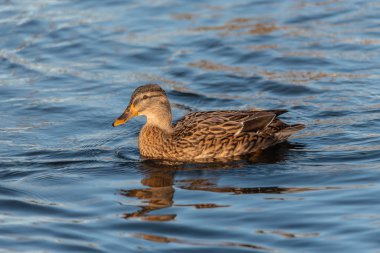 Uçan kuşlar yüzen gölün yansıması beyaz gri siyah kaz martısı ördek doğası Lough Cork İrlanda doğal parkı