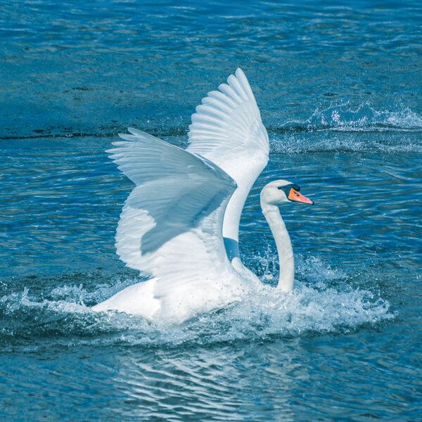 Птицы летают на плавучем озере отражение белый серый черный гусь утка утка лебедь природный парк дикой природы природный Lough Cork Ирландии
