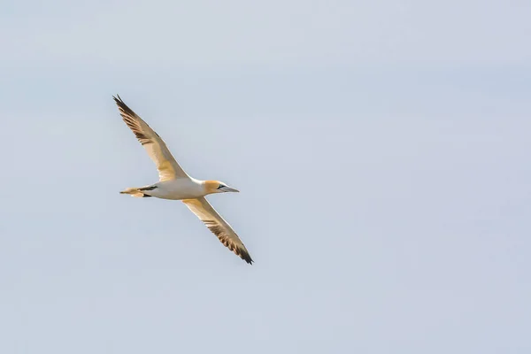 Wild Atlantic Way Irlandia Zwierząt Dzikiej Fauny Ptaki Skrzydła Gannet — Zdjęcie stockowe