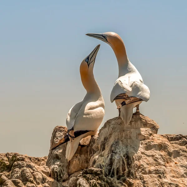 Wild Atlantic Way Irlande Vie Animale Faune Oiseau Ailes Gannet — Photo