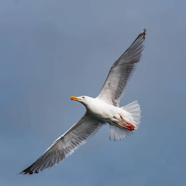 Oiseaux Flottant Lac Reflet Blanc Gris Noir Oie Mouette Canard — Photo