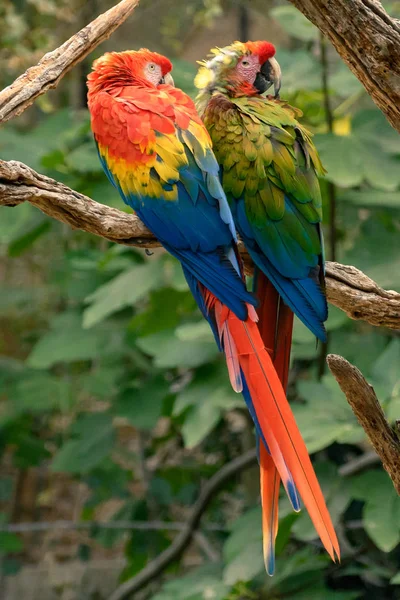 自然公园保护区锡根大鸟的肖像Ara Parrot — 图库照片