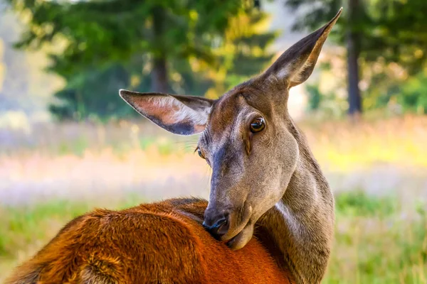 Hermosa Mirada Ciervo Ciervo Prado Bosque Naturaleza Parque Natural Vida Imágenes De Stock Sin Royalties Gratis