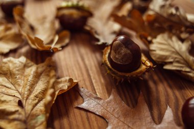 Meşe ve akçaağaç yapraklarının üst görüntüsü, kahverengi tahta üzerinde olgun kestaneler. Sonbahar havası.