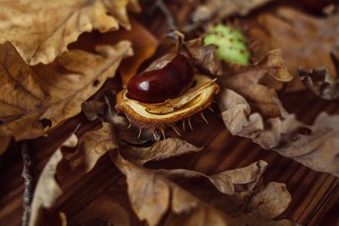 Meşe ve akçaağaç yapraklarının üst görüntüsü, kahverengi tahta üzerinde olgun kestaneler. Sonbahar havası.