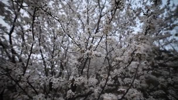 Kirschblüte Schöner Frühlingshintergrund Weitwinkelblick Böiger Wind Erschüttert Die Zweige Einer — Stockvideo