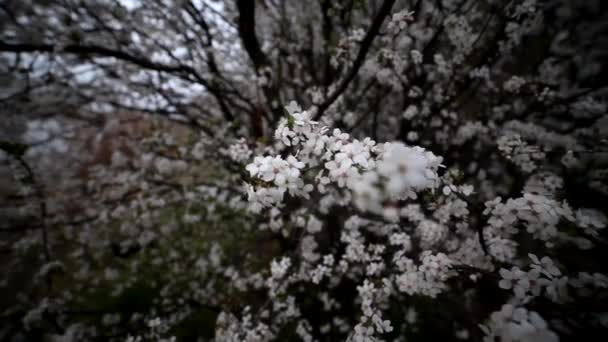 아름다운 각도의 꽃피는 벚꽃의 가지를 흔들며 몰아치는 — 비디오