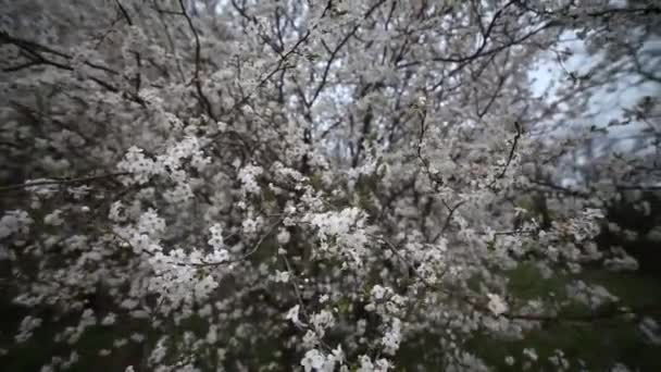 Fleurs Cerisier Beau Fond Printanier Vue Grand Angle Vent Rafales — Video