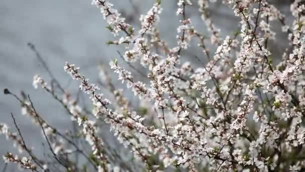 Hermosa Naturaleza Primavera Fondo Vista Cerca Las Ramas Árbol Frutal — Vídeo de stock