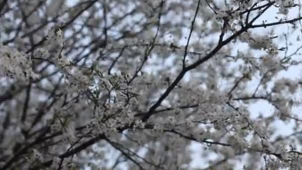 Kwitnący Wiosenny Ogród Słoneczny Dzień Gałęzie Kwitnących Drzew Kołyszą Się — Wideo stockowe