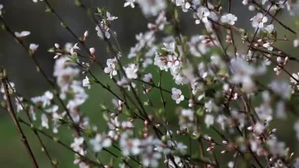 Close Zicht Takken Met Witte Bloemen Prachtige Natuur Lente Achtergrond — Stockvideo