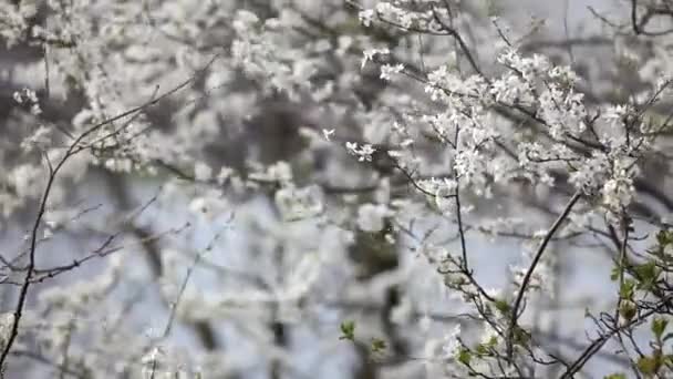 Blooming Spring Garden Sunny Day Branches Flowering Trees Sway Wind — Stock Video