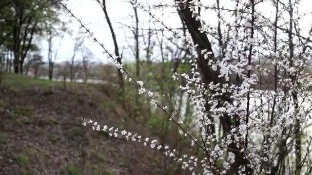 Bloeiende Voorjaarstuin Een Zonnige Dag Takken Van Bloeiende Bomen Zwaaien — Stockvideo