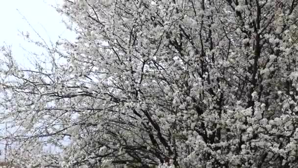 Panorama Ett Stort Blommande Träd Trädgården — Stockvideo