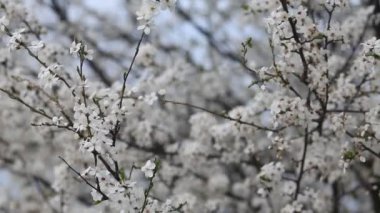 Güneşli bir günde çiçek açan bahar bahçesi. Ağaçların dalları rüzgarda sallanıyor..