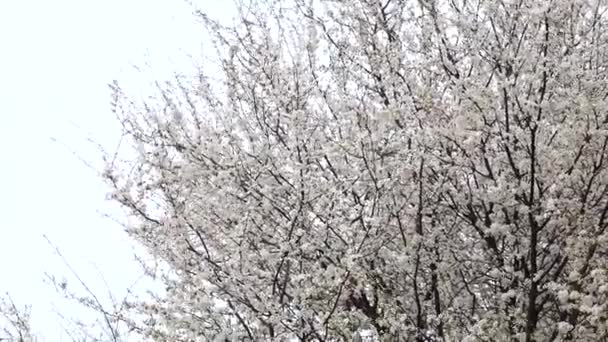 Panorama Grand Arbre Fleurs Dans Jardin — Video