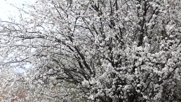 Jardim Primavera Florescendo Dia Ensolarado Ramos Árvores Floridas Oscilam Vento — Vídeo de Stock