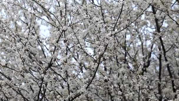 Hermosas Ramas Jardín Floreciente Primavera — Vídeo de stock