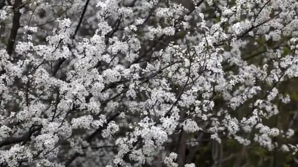 Jardim Primavera Florescendo Dia Ensolarado Ramos Árvores Floridas Oscilam Vento — Vídeo de Stock